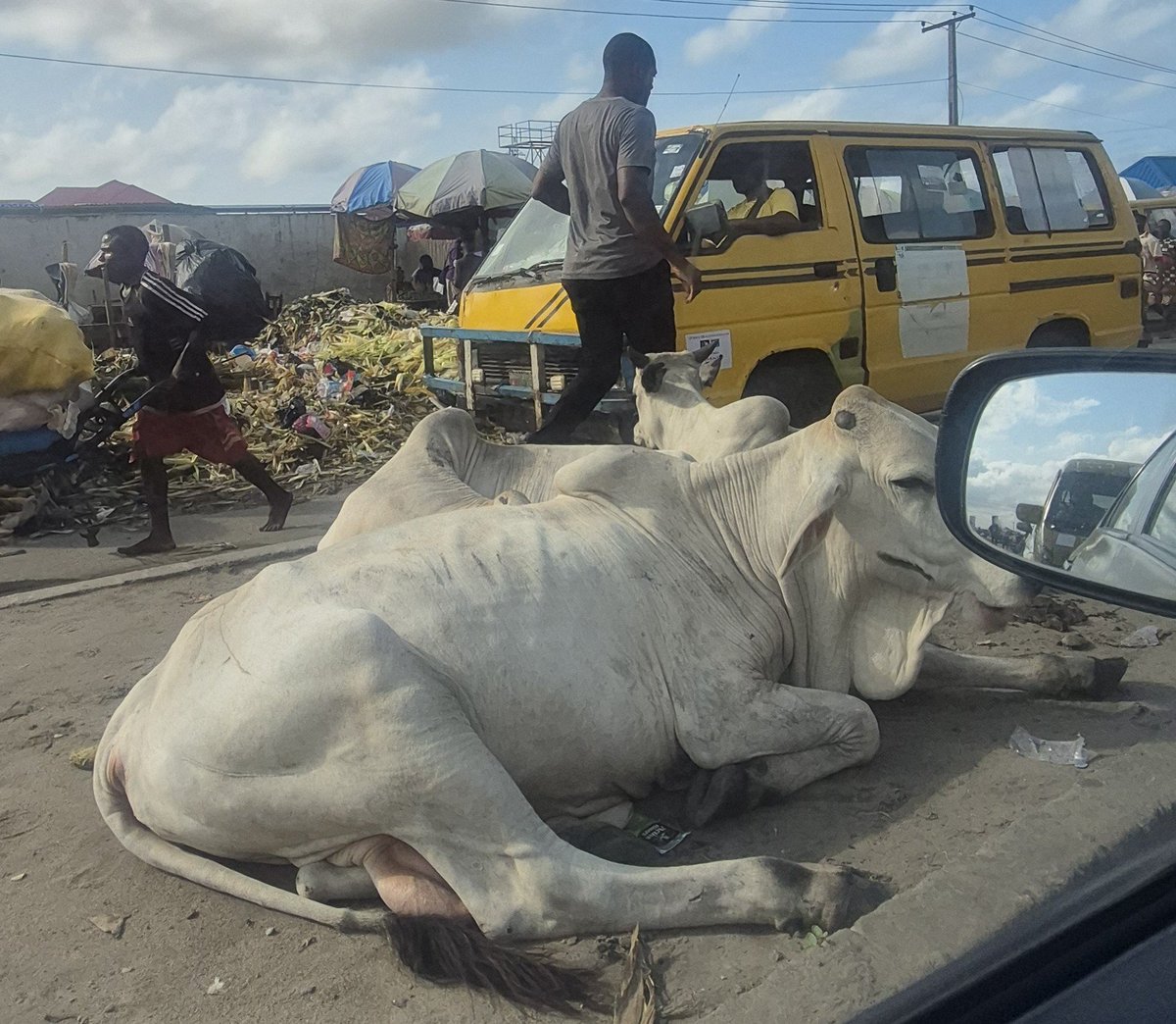 kaybaxx's tweet photo. @tokunbo_wahab @TrafficChiefNG This afternoon, some wandering cattle reportedly caused an accident on LASU Road today Sunday 28th
Kindly look into this before incidents occur. https://t.co/gomwmLsdp8
