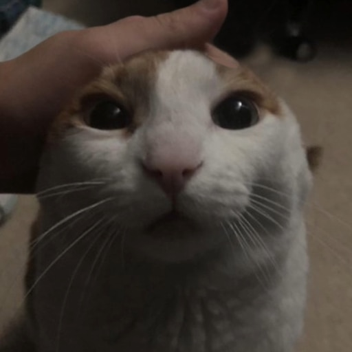 CoDZ4DBD's tweet photo. Me taking one last look at my cat before shoving it into the pack a punch machine. https://t.co/dShVo4MabX