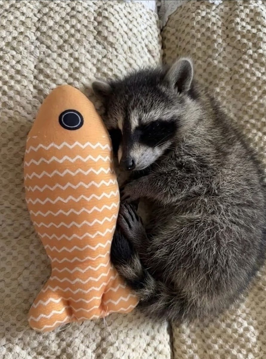 ShouldHaveRacc's tweet photo. Cuddling with my fih https://t.co/uNJqbnNvHk
