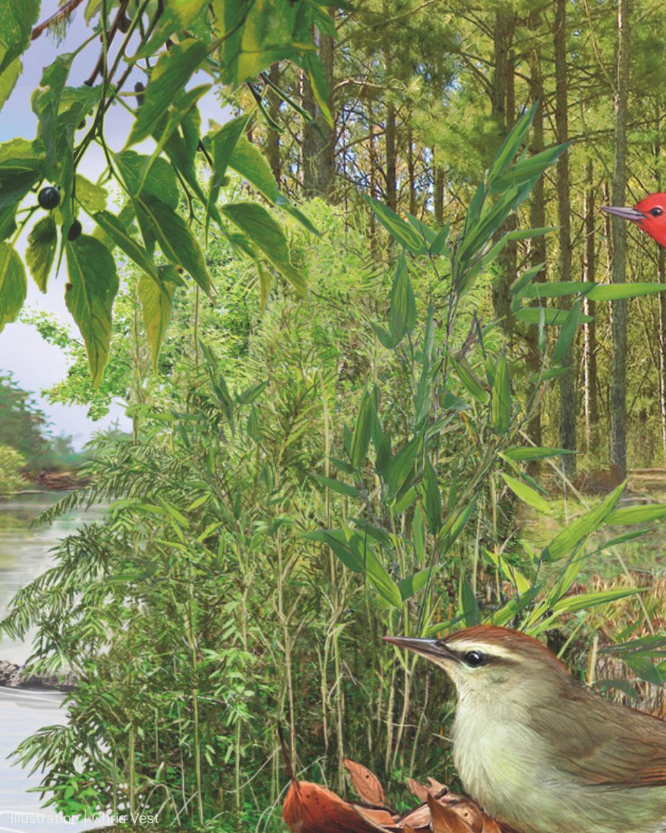 ABCbirds's tweet photo. 🌳 It’s World Tree Day, so excuse us if we get a little sappy! But birds need trees, and trees need birds, so you'll always find us rooting for them.
We hope you're able to find time today to celebrate the trees!

“Tree”quently asked questions:
https://t.co/EHasIAGmlz https://t.co/vRTzrR3Ptc