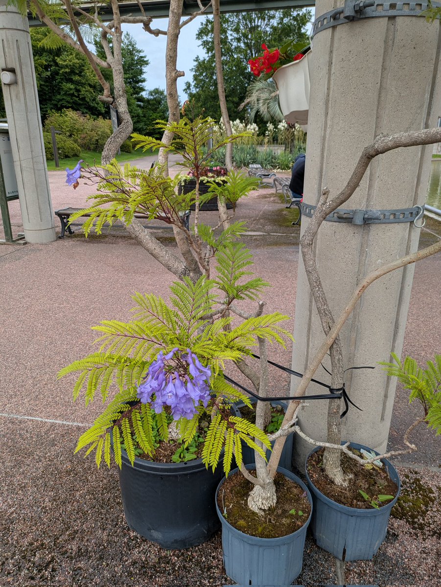 beautifulfaice's tweet photo. #富山県中央植物園 https://t.co/FksVZq133K