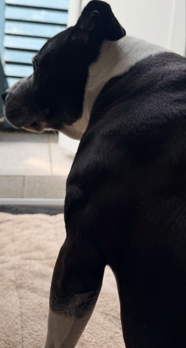 Neggyha's tweet photo. A cat timeline vs my big boy with his muscles. https://t.co/Ebuq1QoaTC