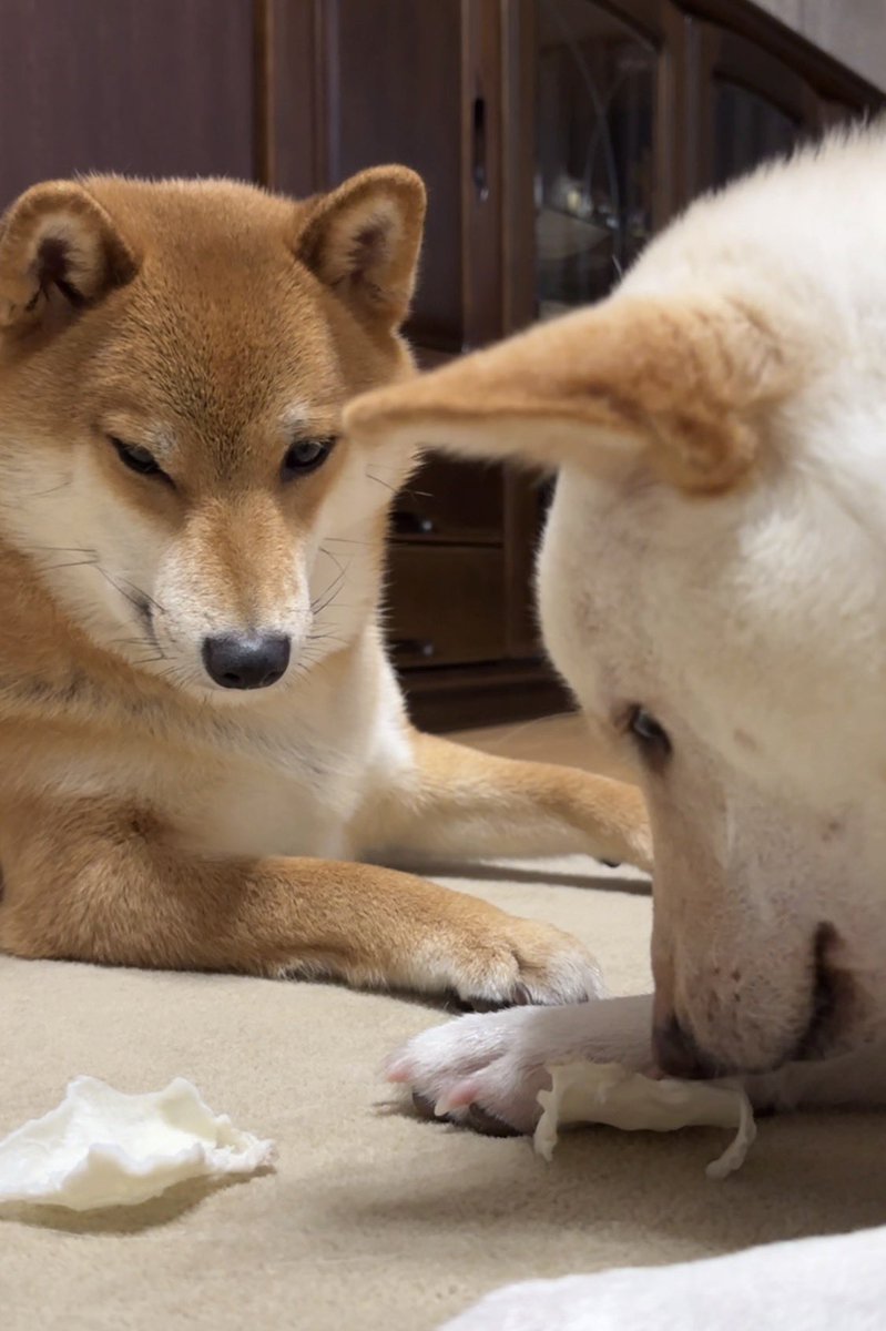 確認用　春る　愛犬　玉玉　トラ タイミングを測る犬