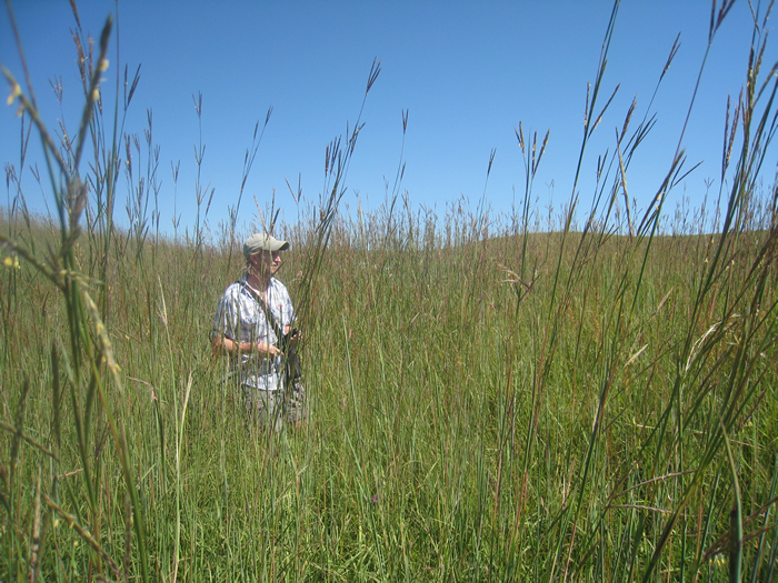 giveashitnature's tweet photo. We destroyed 99% of one of the best carbon-storing, wildfire-resistant ecosystems on Earth, and most of us don't even realize it's gone.

Tallgrass prairie once covered huge parts of North America. Today, almost all of it is gone, mostly converted to farms, roads, towns, and development.

Prairie does something forests can't do as reliably: it hides most of its carbon underground. Native prairie plants can send roots 10 to 15 feet deep. When fire burns across the surface, the plants come back. The carbon-rich root systems and soil remain.

A forest stores much of its carbon in trunks and branches. A prairie stores much of it where fire, drought, pests, and storms have a harder time taking it back.

That is why grasslands can be such powerful climate infrastructure. They hold soil, absorb water, reduce erosion, feed pollinators, support birds, and store carbon below our feet.

And we replaced almost all of the richest prairie with crops in roughly a century.

What would happen if we brought back even just 10% of what we lost?
