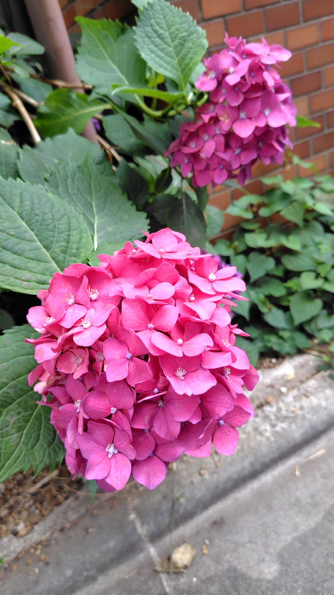 shimashimaAWC's tweet photo. 6月の梅雨は、紫陽花を見つけるとうれしくなります✨🐸
台風はガンガン来るし低気圧に押し潰され苦しい日々ですが…🙃
恵みの雨は有り難いですが���ダムの真上で思う存分降ってくれたらいいのにな、と毎回思ってしまいま��😂☔️🐌
雨ニモマケズ、風ニモマケズ、寒暖差ニモマケナイヤウニ😁がんばります💪 https://t.co/njXveImRR4