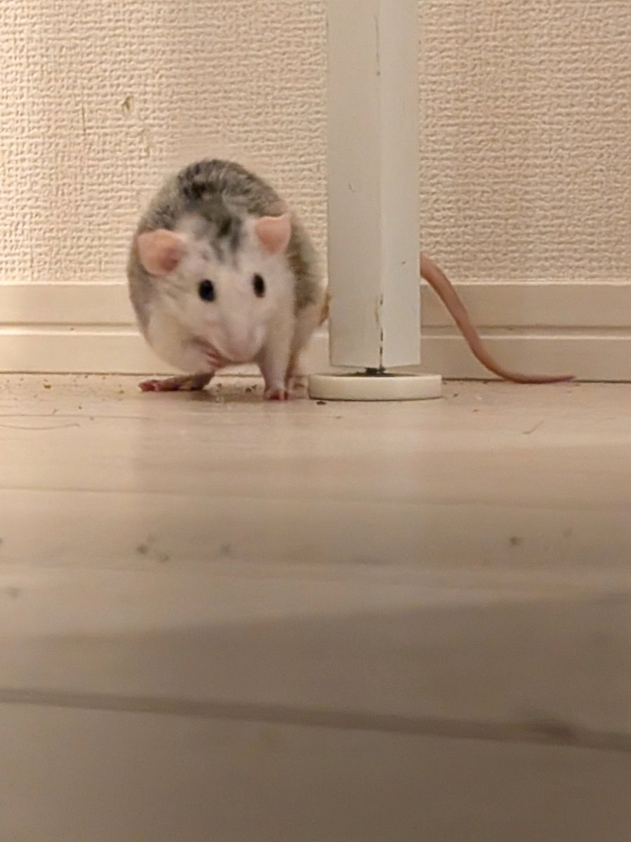 fancyrats2025's tweet photo. へやんぽ https://t.co/djOmRBitKx