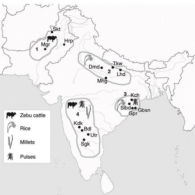 Ancient_Indus's tweet photo. A superb chapter from Cambridge Histories Online of the very complicated development of agriculture in the subcontinent, which is really the story of four different developments, in the northwest (including the Indus valley), north (the Gangetic plains), south and east, each with different timelines, crops and animal husbandry to account for. There are still gaps in the evidence, and much to be learned in the future, but the authors draw out a comprehensive, summary portrait: ". . . the Neolithic in South Asia, as elsewhere, was an era of change in which food production tended to replace foraging, sedentism [living in one place for a long time] increased over mobility, and population density tended to increase. The Neolithic period, and how it is defined chronologically, varies by region in South Asia, beginning by c. 7000 BCE in some areas, or by 3500–2500 BCE in others. By the end of the Neolithic, sedentism was present in many parts of the subcontinent, pottery production was nearly universal, and some textile production and metallurgy had been established. This period continued in many areas up to c. 1000 BCE, with the direct transition to what was in effect an Iron Age. A distinct Bronze Age is only recognized in the Indus valley region and is associated with the rise and decline of the urban Indus civilization. It has also been suggested that it was during the Neolithic that much of the basic linguistic geography of the subcontinent is likely to have been established, including the regional distributions of Dravidian, Munda, and Indo-Aryan language families" (p. 262-3).

Continued at https://t.co/ZQbRUyJWZP