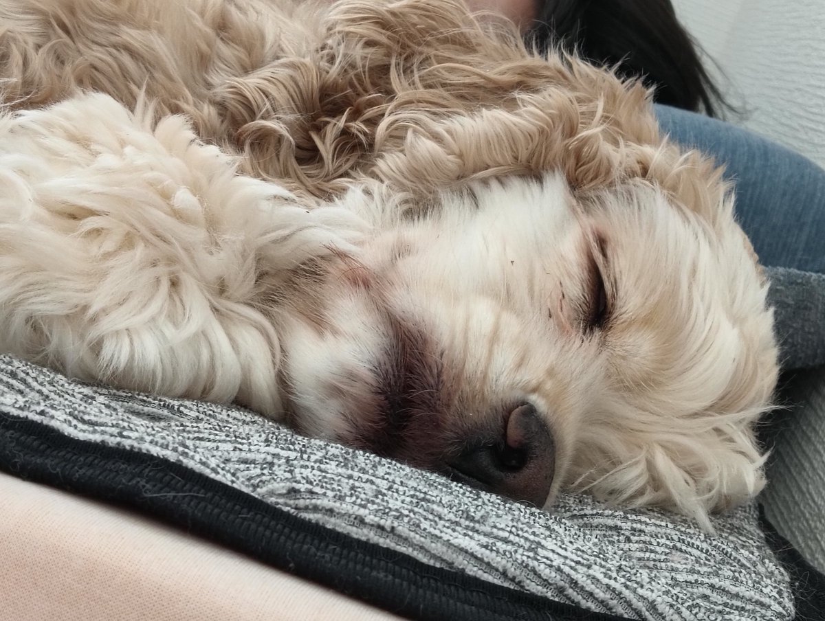 mihazu69's tweet photo. #動物愛護の日
FFさんに便乗して🐶💕 https://t.co/pdbQZnPVCm