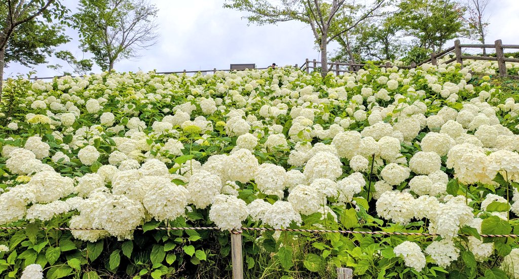 EGOISTmaster's tweet photo. 🌼がキレイ✨️ https://t.co/gKUyB5DnCf