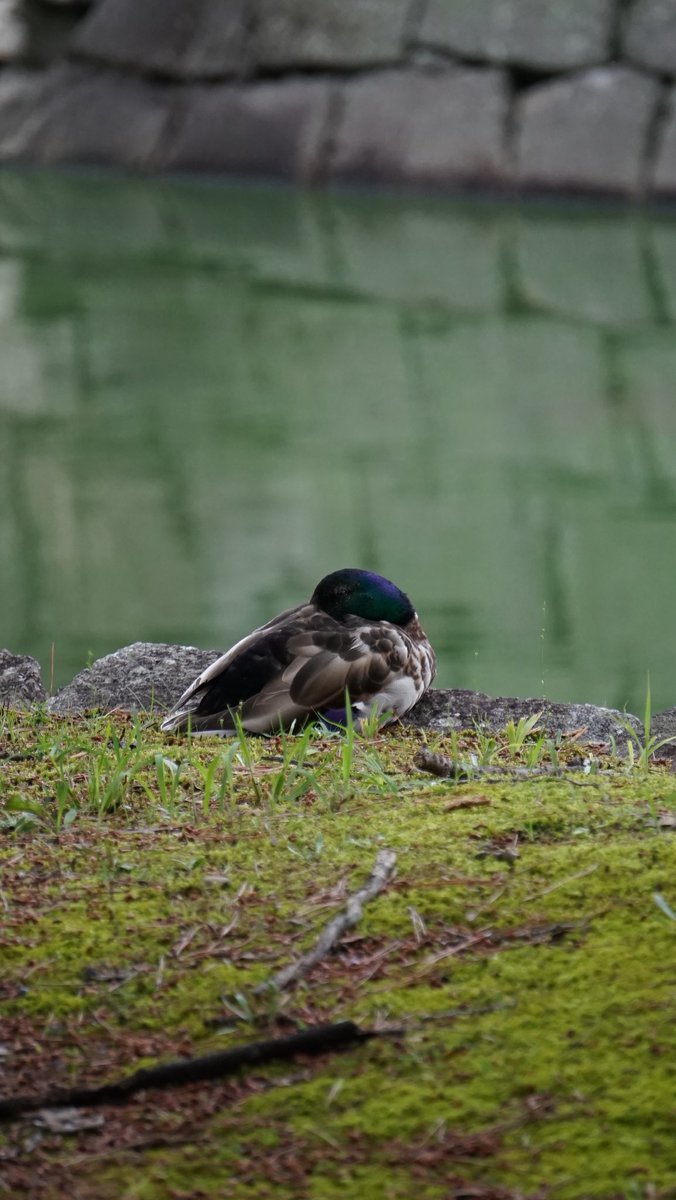 kikibpie's tweet photo. I found birding to be very hard in Japan during typhoons. I did manage to snag a few cool photos with an umbrella in one hand and my camera in the other!

I’ll make a separate post for all my photos that I took on my trip that I loved. https://t.co/CqULg6hQx9