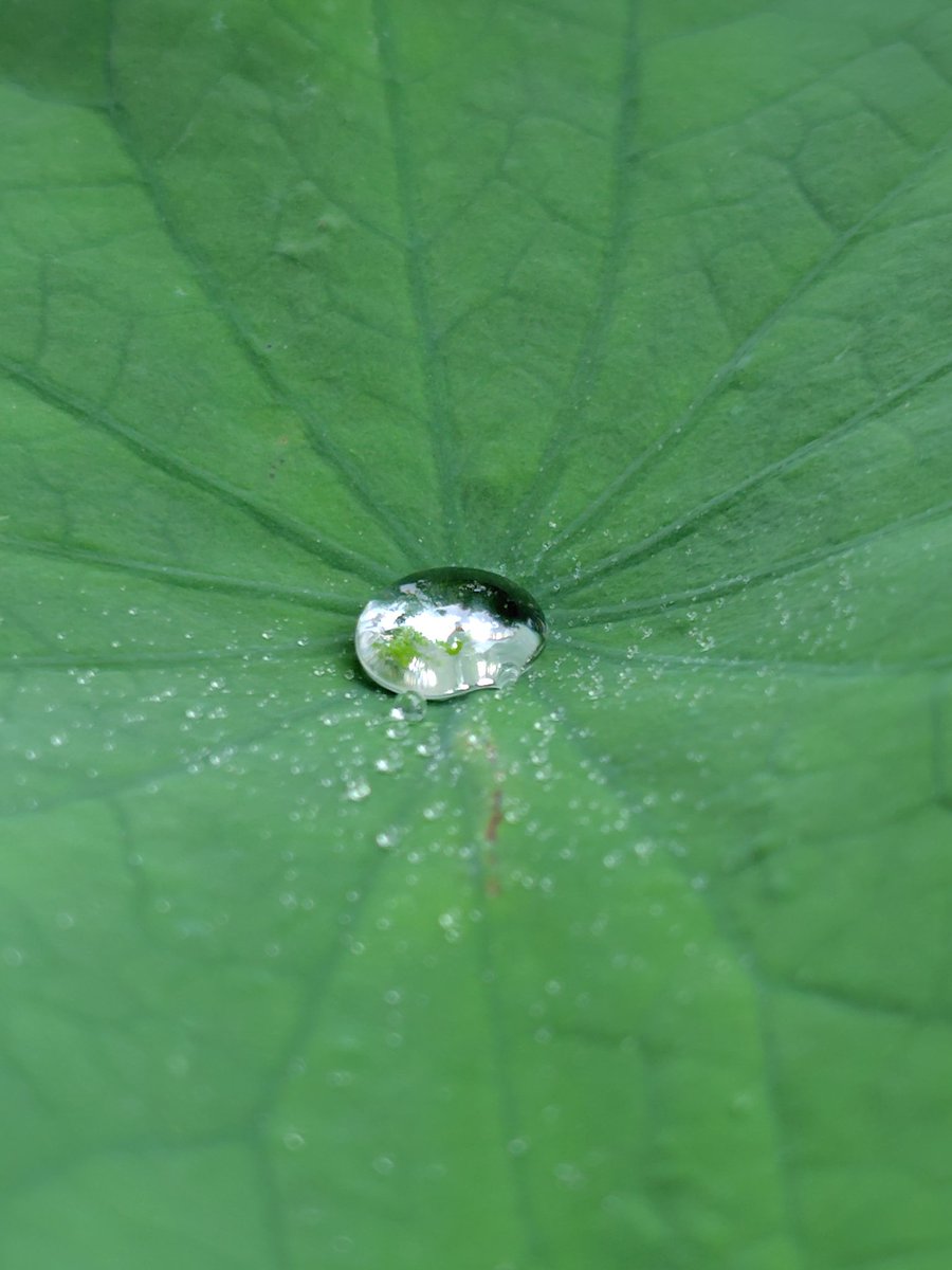 kajikima's tweet photo. 蓮の葉っぱの中心に集まった雨粒が、あまりに丸いのと鏡のように映していたのが綺麗でした、という備忘録 https://t.co/lrRGtLet9x