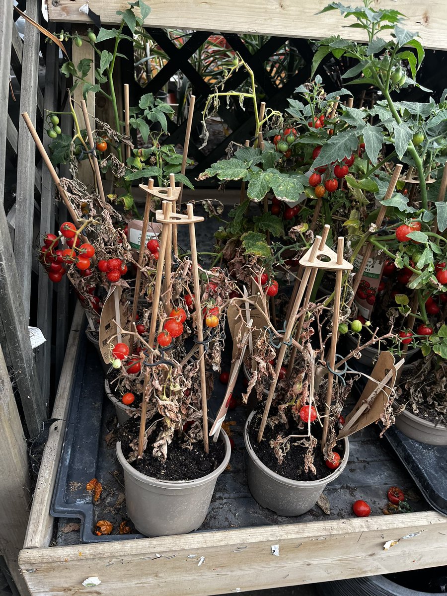 PositivelyFaye's tweet photo. @TheRangeUK 
Please pay the bearest minimum attention to the garden centre at your Ipswich store as many of the plants are dead or dying. This level of fruit and vegetable waste is scandalous. https://t.co/AO2lsagBnn