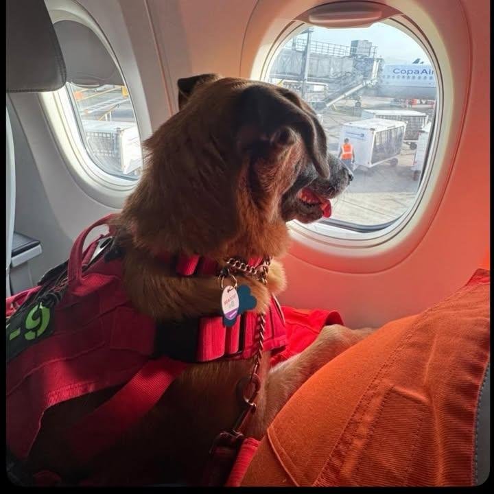 AlfaEsparta's tweet photo. #Venezuela Perros rescatistas han llegado de distintos países y con su agudeza, total entrega y la más pura bondad están ayudando a salvar muchas vidas 🇨🇴 
Gracias héroes de 4 patas por tan maravillosa labor 🙏🐶🐕 🐾 https://t.co/YdFcdJuxqw