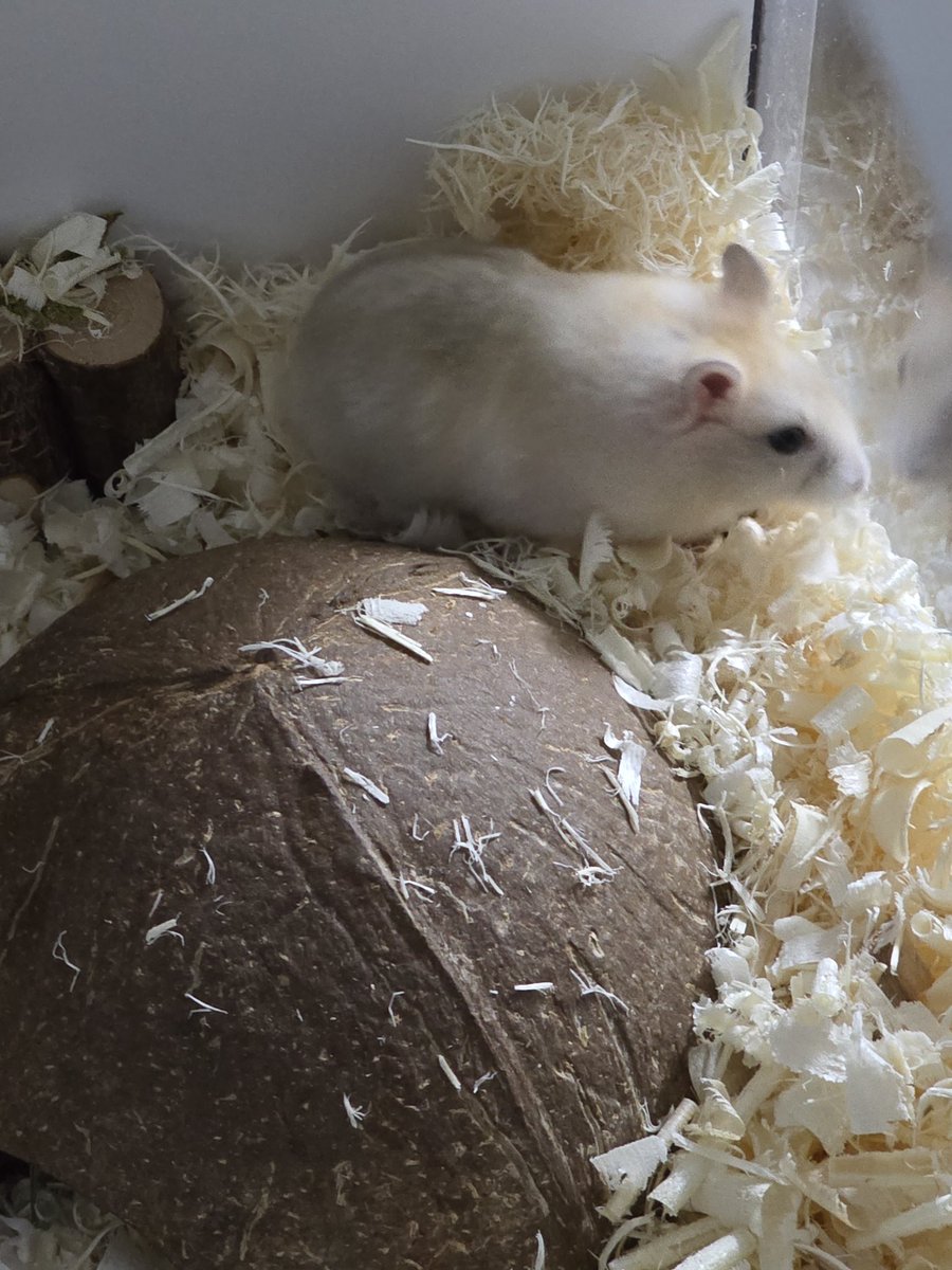 gnocchi_ham's tweet photo. 잘자 https://t.co/t4RZjLRgx0