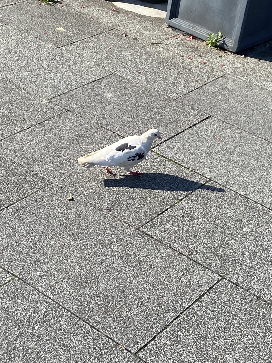 tsugetai's tweet photo. 変な色の鳩いた https://t.co/iUHjXmj6ix