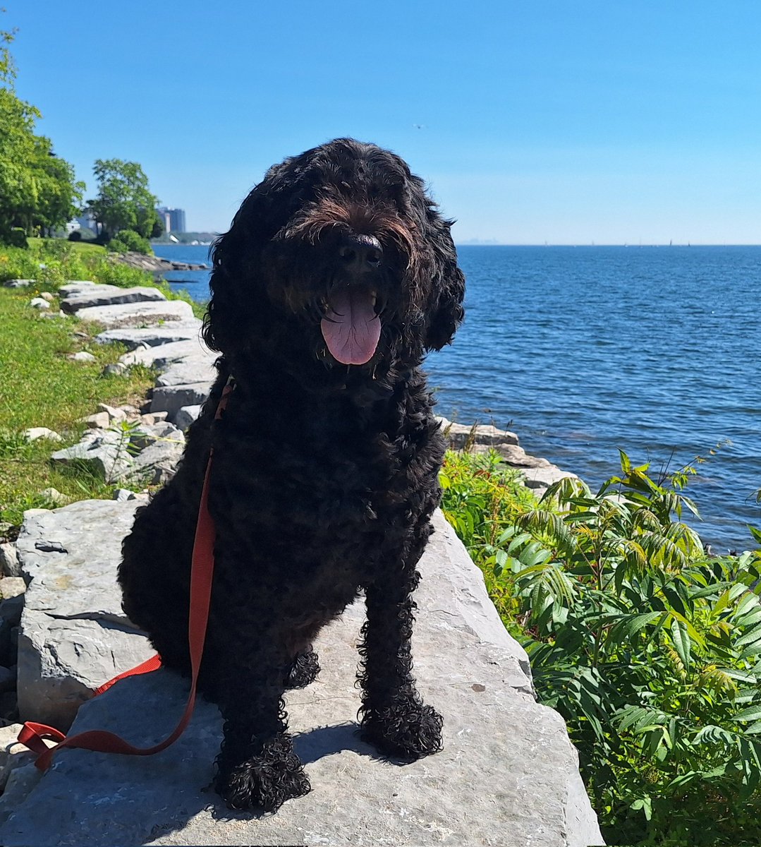 SmashLeftjaw's tweet photo. #Sundays #LakeOntario #Dogs https://t.co/NSmcBSZtXd