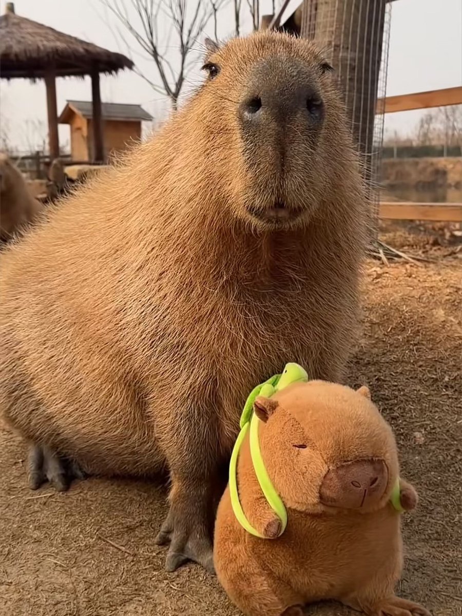 xのカピバラ (@CapybarasOnX) / Posts / X
