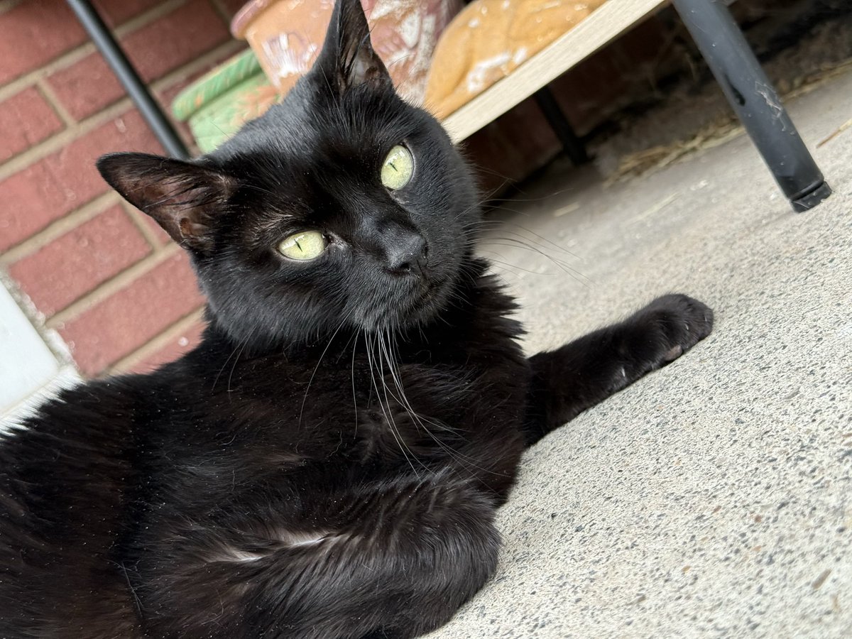 PikachuZodiac's tweet photo. Zodiac passed away this morning from Lymphoma. Please advocate for your animals. Zodiac was missed diagnosed for IBS. Her passing was peaceful and gentle. 💜💜💜 https://t.co/EZn7gPpdp7