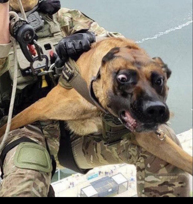 HLC_actual's tweet photo. I love the polish but this dog is like. “I DIDNT GET ENOUGH FUCKING TREATS FOR THIS SHIT!” https://t.co/peHlYereJ4
