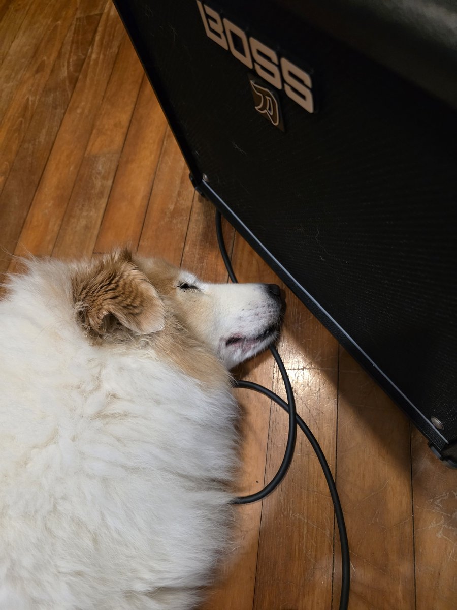 offdutyoperator's tweet photo. Dog!! please STOP lying directly in front of the amp to sleep!!! you're gonna blow out your goddamn Ears https://t.co/qFz6jqpZ9H