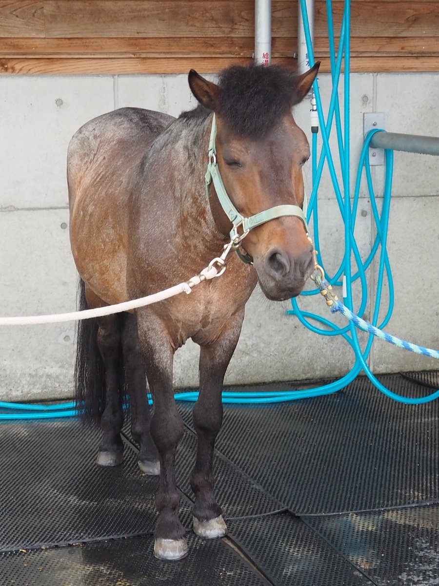 umaumani's tweet photo. マーボー🐴
小さな子供ちゃんを乗せてお仕事頑張ってたせいかおねむモードでした🤭ｵﾂｶﾚｻﾏ
右眼がブルーで吸い込まれるくらい美しかった✨
このヘアスタイル、以前の飛田くんぽいなぁと思いながら写真撮ってたよ😇
#マーボー
#のぞえ牧場GALLOP https://t.co/8caVllf2Gv