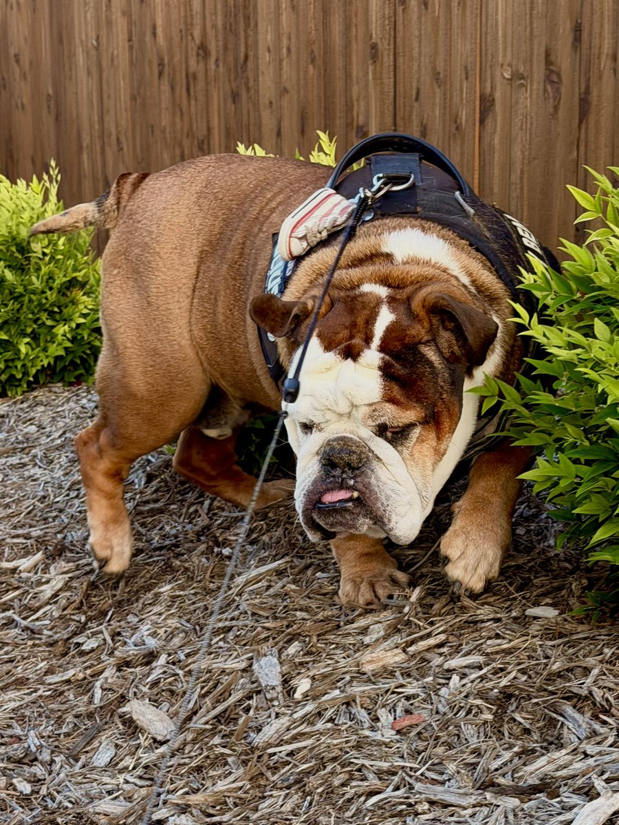 AKCHercules's tweet photo. More pictures of Hercules walk this morning #PrayforHercules #SaveHercules #dogs #dogsoftwitter #dogsofX #dog #adoptdontshop 🙏♥️🐶 https://t.co/58WGjWeUFI
