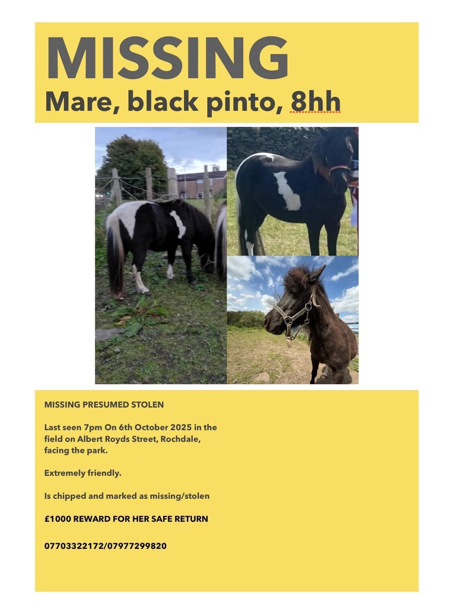 MissingPetsGB's tweet photo. DORY IS STILL #MISSING!! £1000 REWARD  for her safe return or info leading to it

She was stolen from her field in Rochdale #OL16 on 6 October 2025!! #stolendoghour https://t.co/EvLy3x8iDy