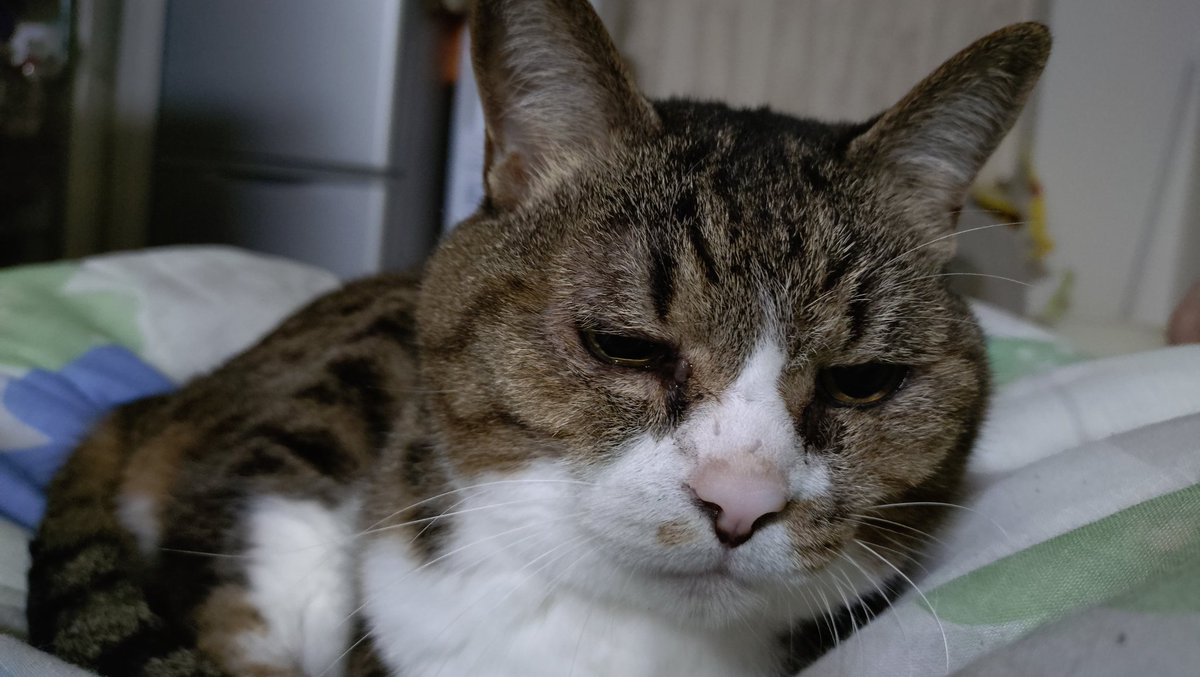 Rula_Sion's tweet photo. 今夜も添寝してくれます。
おやすみニャさい。
#猫のいる暮らし𓏲𓎨
#キジ白
#シャムトラ https://t.co/SeI9Isjte2