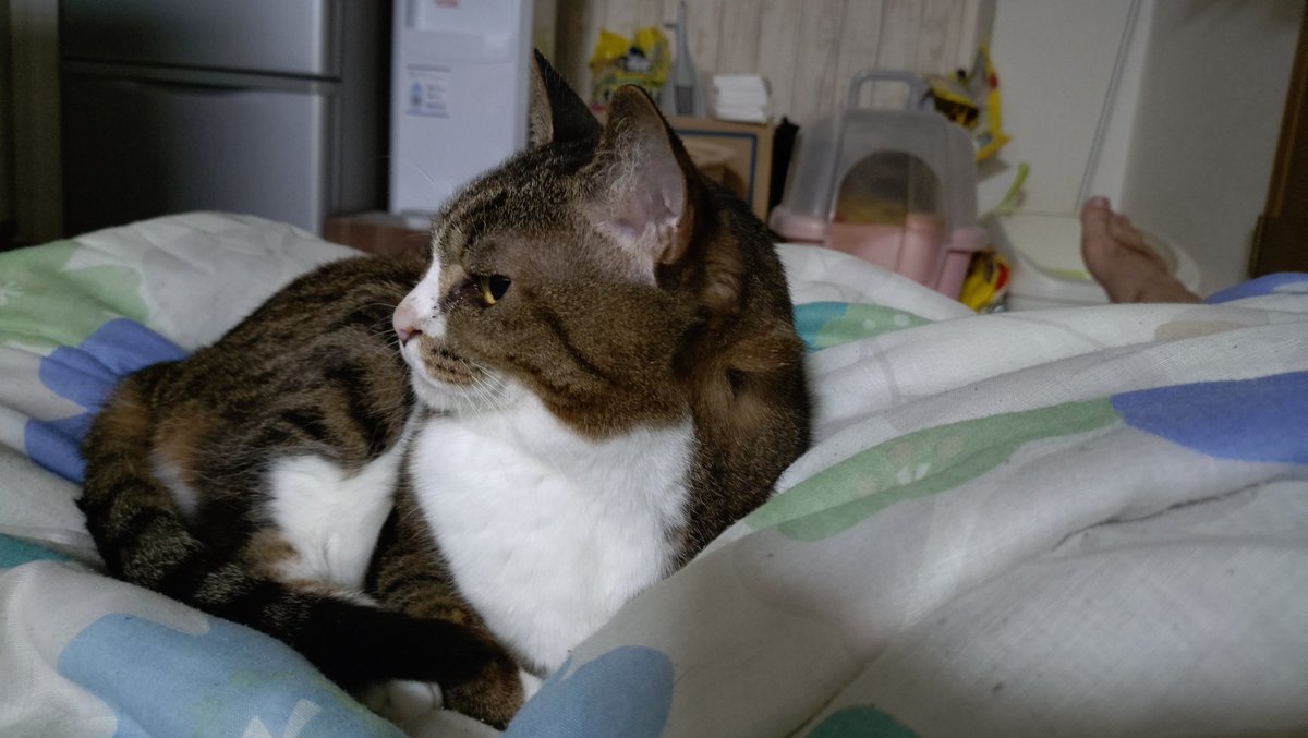 Rula_Sion's tweet photo. 今夜も添寝してくれます。
おやすみニャさい。
#猫のいる暮らし𓏲𓎨
#キジ白
#シャムトラ https://t.co/SeI9Isjte2