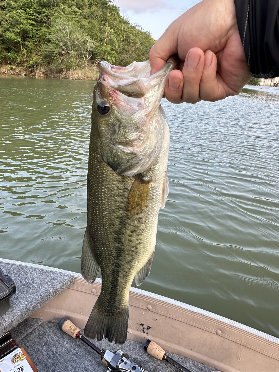a_tnhs's tweet photo. 大雨後の増水&amp;濁り🎣

活性は低かったけど釣れた魚はパワフルでした😁 https://t.co/Vk942Nf9NJ