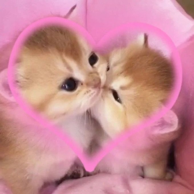 catslovings1's tweet photo. https://t.co/1lVnf5iGZK