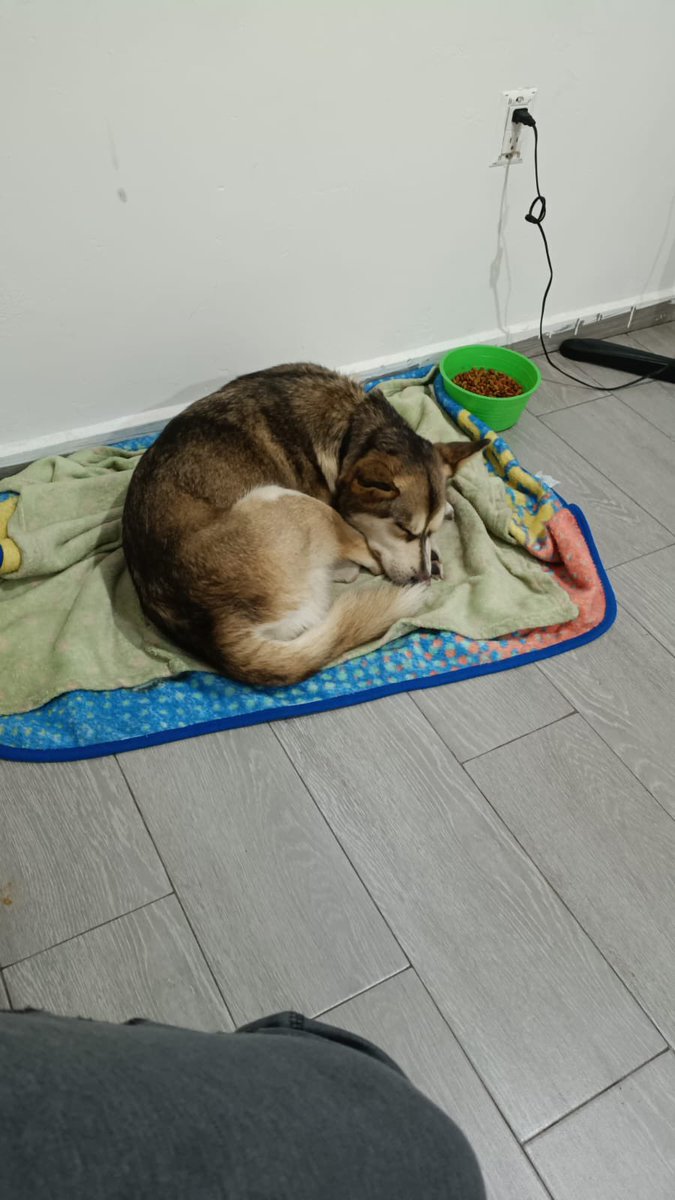 AgatanCdmx's tweet photo. De estar en la calle
Ser restadada en #PerritoPeregrino
A
Tener una familia y un hogar donde la aman
Así #transformamos a la CDMX @ClaraBrugadaM @GobCDMX https://t.co/SH0xbuEBZ1