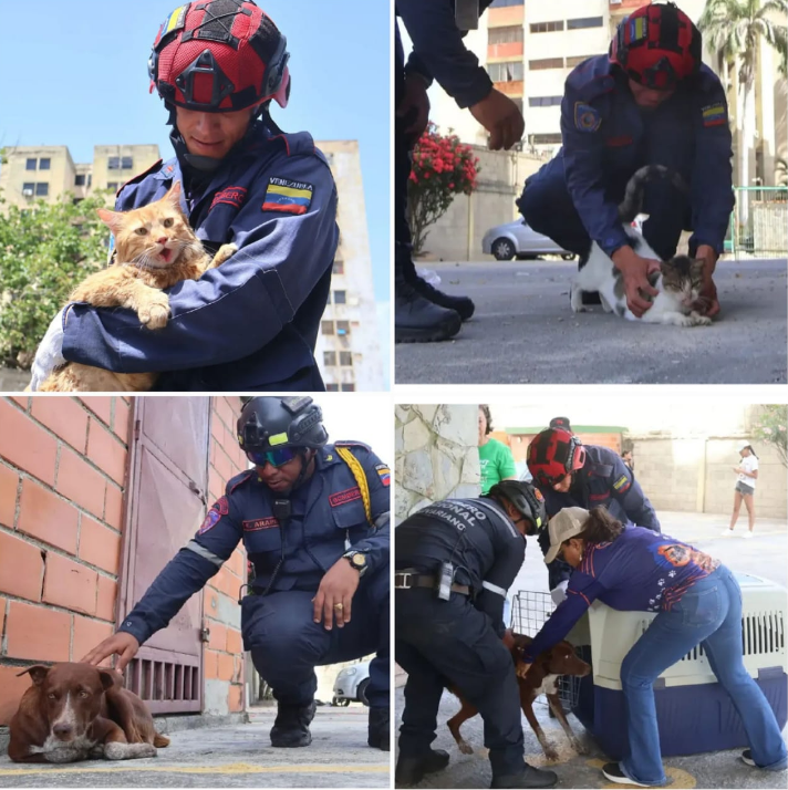 notipromar's tweet photo. 🔊🐕🐱 Equipo de Protección Animal en conjunto con los Bomberos de Puerto Cabello se trasladaron hasta el edificio Maori para llevar a cabo el rescate de algunos animales que se encontraban en los apartamentos afectados por los sismos del pasado #24Jun 

Estos animalitos serán resguardados y protegidos en sitios seguros donde recibirán amor