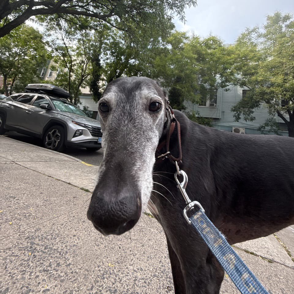 gowanusofficial's tweet photo. Back in 2017, I went to see a psychic in Saratoga Springs to get her approval to drop out of grad school. Instead, she told me to stay in school and get a dog. She said with him I’d meet the love of my life while walking him in Philadelphia. I went to a greyhound “meet and greet” at a pet store happening near my house, saw these weird lanky dogs napping on the floor, and I knew. 

When I got Noodle, he was fresh off the racetrack and never lived in a house before and I’d never had a dog. It was a rough adjustment for us both, but I remembered the promise I made to Bobbi at the adoption center that I’d take care of him until the end of his life or mine, and, slowly, we became inseparable and I began to realize he was the love she was talking about. 

I feel so lucky to have had him in my life and I’m so glad I got to share some snapshots of our life with you all.