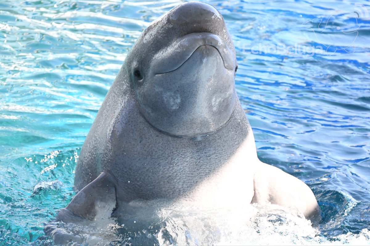 EchoBeluga tweet media