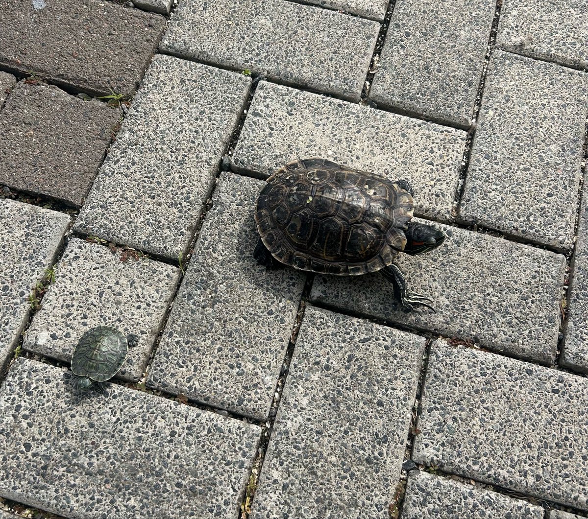 niimbasacore's tweet photo. eu e minha vizinha descobrimos que temos tartarugas iguais com alguns anos de diferença https://t.co/InZ7aqRS5a