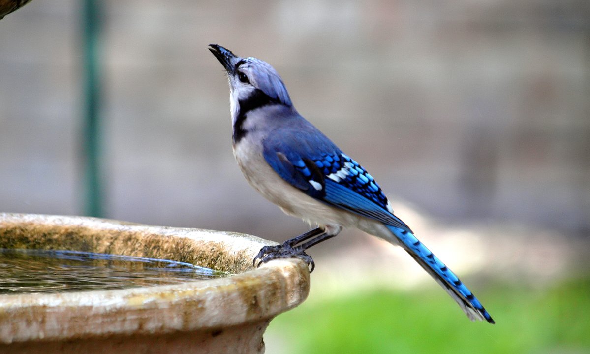 kala61857's tweet photo. Nothing Like A Cool Drink On A Hot Day
The water sources in my yard are becoming more popular than the food places.
Blue Jay (Cyanocitta cristata)
Garland, Texas
https://t.co/07CWYSuEsu
#bluejay #backyardbirding #OutsideMyWindow #naturephotography https://t.co/rdaavFldXa