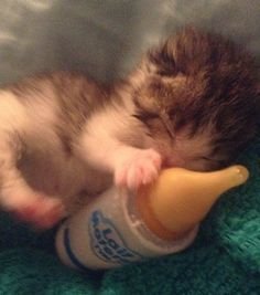 Cat 🐈 tweet media