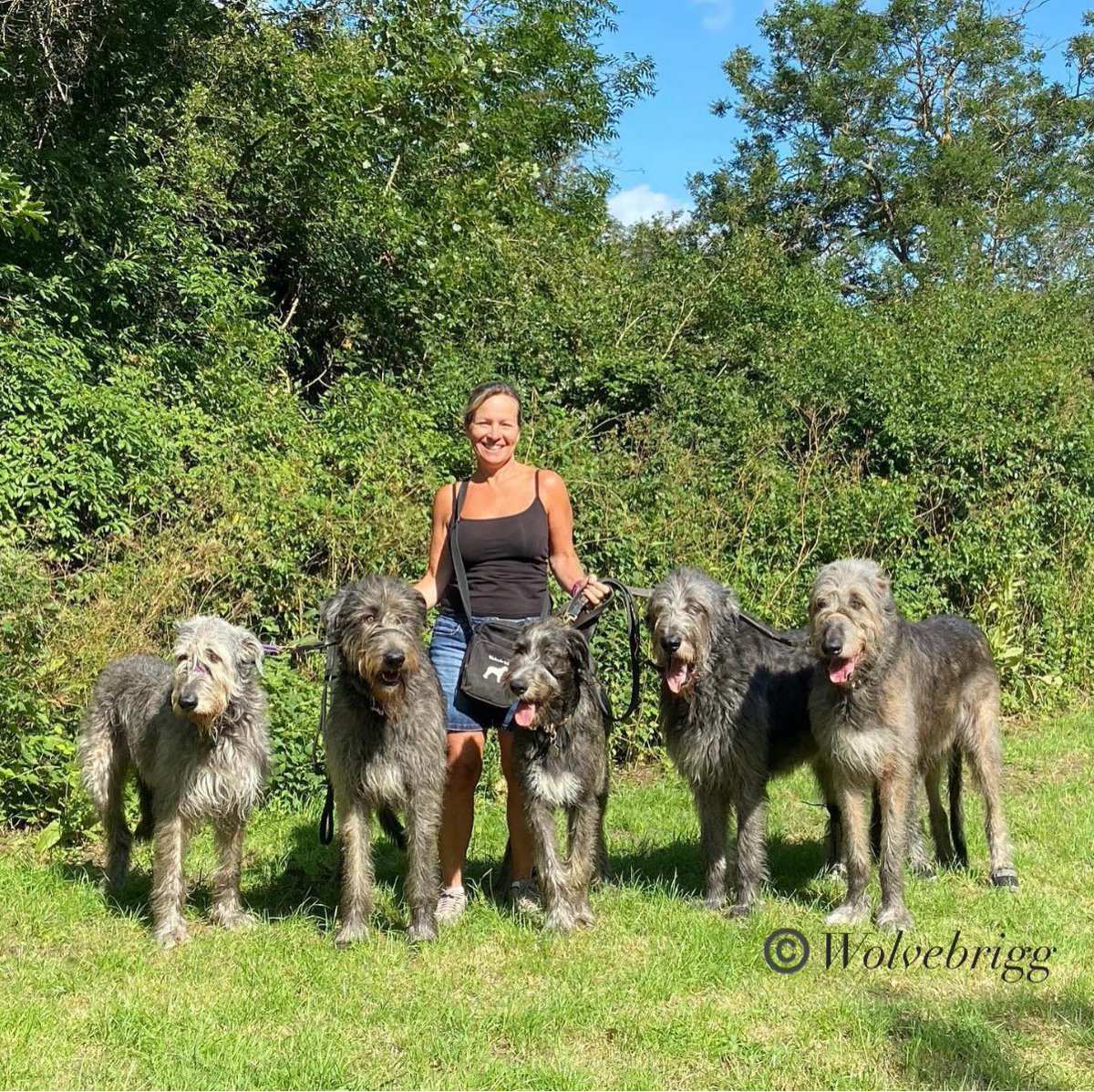 wolvebrigg's tweet photo. A treasured memory of the 5”Ds”, Duffy, Dàire, a six month old Domhnall, Declan, and Dermot🐺❤️
#memories #doglife #dogsofX https://t.co/0tWAPR4o1Q