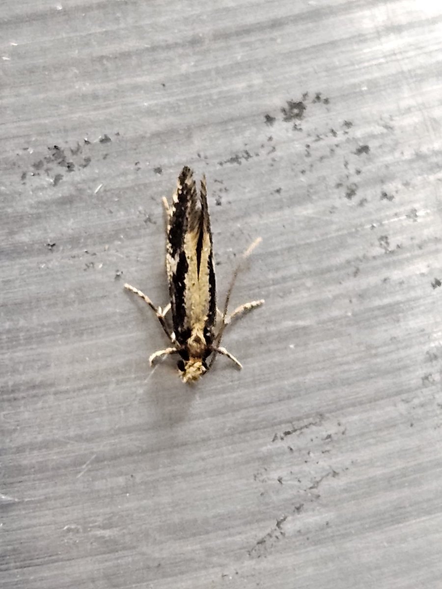 GerWijnhoven's tweet photo. Vanmorgen de #Bimag emmers nagekeken op nachtvlinders en nachtinsecten en 7 nieuwe soorten totaal meen 24 soorten. Een draadje hieronder van de soorten. 1 Tuinbladroller (nieuw) 2 Brede smalle vlakjesmot (nieuw) 3 Geel kijkgaatje *(nieuw) 4 Fruitmot (nieuw) https://t.co/peCIl0mk5s