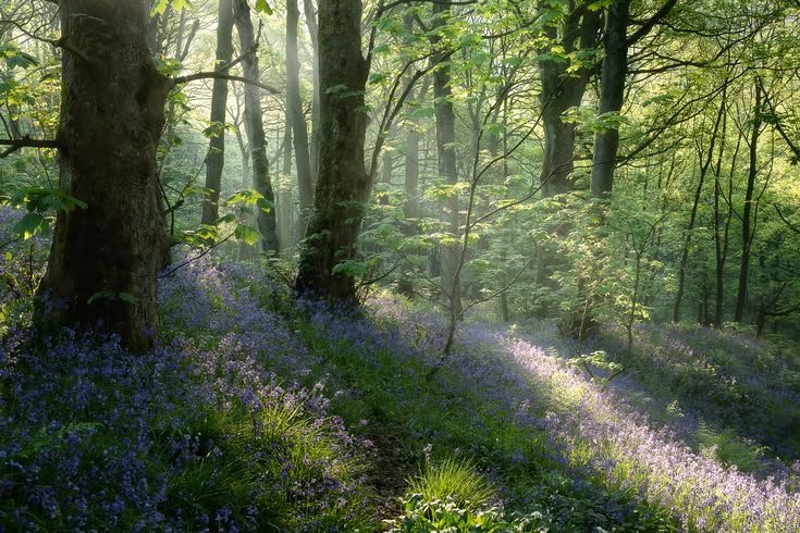 kooromi19's tweet photo. some souls belong in forests more than cities https://t.co/1GOAJzpEqV