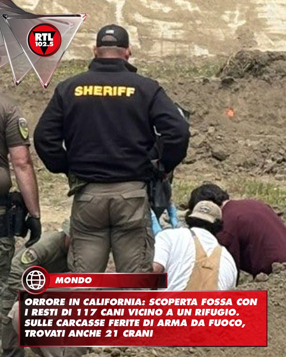 rtl1025's tweet photo. 🔴 I resti di 117 cani sono stati trovati sepolti vicino a un rifugio per animali nella California settentrionale. Lo riportano i media americani. Molti delle carcasse presentavano segni compatibili con colpi d'arma da fuoco. Miranda's Rescue, un rifugio situato nei pressi di Fortuna, si definiva una struttura "no-kill" (che non pratica l'eutanasia). Secondo gli inquirenti, l'organizzazione accoglieva ogni anno centinaia di cani provenienti da vari rifugi dell'area di San Francisco, ricevendo in cambio finanziamenti per centinaia di migliaia di dollari. Venerdì, dopo un'indagine avviata mesi fa dalla polizia locale, grazie ad una segnalazione di un abitante della zona, la scoperta agghiacciante. "Durante gli scavi, gli inquirenti hanno recuperato i resti di 117 cani. In un'altra area di scavo, sono stati rinvenuti 21 crani, centinaia di ossa e sei microchip sparsi", hanno dichiarato le autorità in un comunicato stampa. Gli investigatori hanno inoltre individuato, all'interno di un fienile, uno spazio ritenuto il luogo in cui i cani sono stati uccisi. Nella stessa zona, sono stati anche trovati oltre 600 collari.