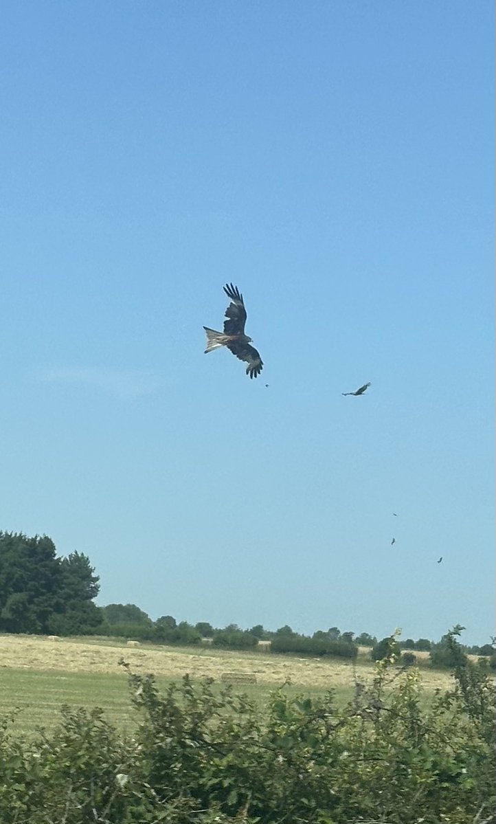 akyjohn78's tweet photo. Took this on the motorway #redkite having a feast after the farmers did there fields, rabbit burgers https://t.co/YHeGppAXkl