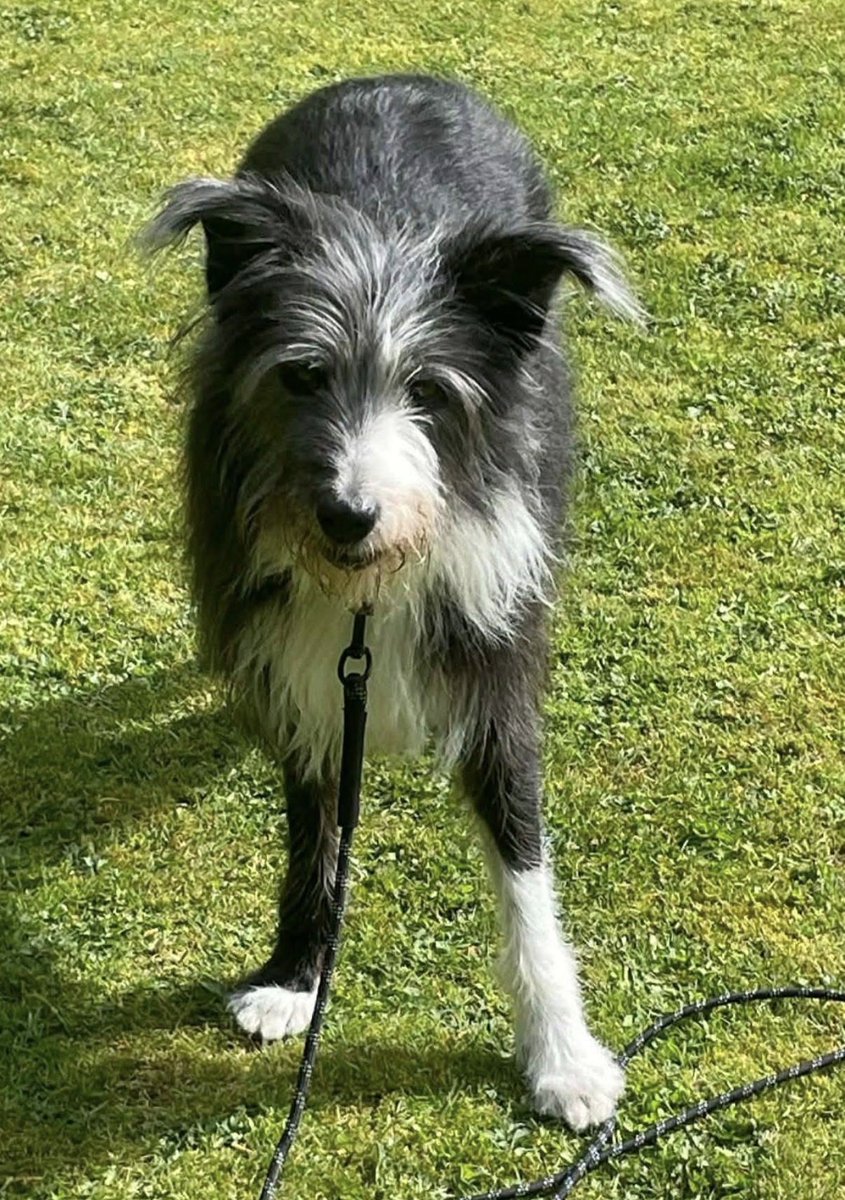 H2RScotland's tweet photo. We’re really really struggling to find Jake a home, we knew it wouldn’t be easy, but it’s not impossible. 

If everyone who sees his post can share, the power of sharing really does make a difference.

Let’s help Jake have a better life. 

Jake is a 6 year old Bearded collie x Boarder Collie. 
Jake is a product of his environment. He lived in home with two elderly owners, and has grown up with both of them going through the various stages of dementia. Other than walk and feed Jake, both owners had no idea of how to train or look after a dog. As a result he has had a stressful life to date, and at times has suffered physical abuse as a method of control. This shows in his behaviour, (nervous, defensive and will attack if feels threatened). 
Training has been at a basic level, house trained and walking on the lead.
Jake gets nervous of noise, phones ,hoovers etc. This will lead to excessive barking and with hoovers he will attack them. In the late evening he will start barking for no good reason. Probably this is related to his owners health condition as dementia sufferers symptoms get worse later in the day.
That sums up Jake’s bad points.
Outside Jake is a different dog. He no longer pulls on the lead when walking, takes a command to wait and is more comfortable with passing vehicles. 
Small fast cars are still a slight issue. He is no problem when he meets people outside and will lie down should a conversation take place. Most times he is fine meeting other dogs. The exception is if another dog gets aggressive. He will respond. He does not like cats! It should be noted that Jake is also ok with people coming into the house.
He loves to run and fetch a ball. He will happily play outside all day if someone is throwing a ball. Currently this is done on a long rope lead as his play area is not fully enclosed.
Jake requires a quiet home with owners who understand the breed, and can continue to improve his issues. He is not ready ( and may never be) for a house with young children. He needs his space to regain the trust that a raised voice or hand is not a threat.
Over the past 6 weeks there has been an improvement in his behaviour. That said there is still a way to go before he becomes the dog he can and should be.
Jake has a diet of dry food mixed with a small sachet of wet food. In addition to this he does get treats, which he enjoys, as a reward.
From the limited experience with Jake he has been ok in the car. 
Jake has and has always had a large cage that he goes into if left alone. He also sleeps in it at night. He is fit and healthy. 
For anymore information please email info@help2rehome.com