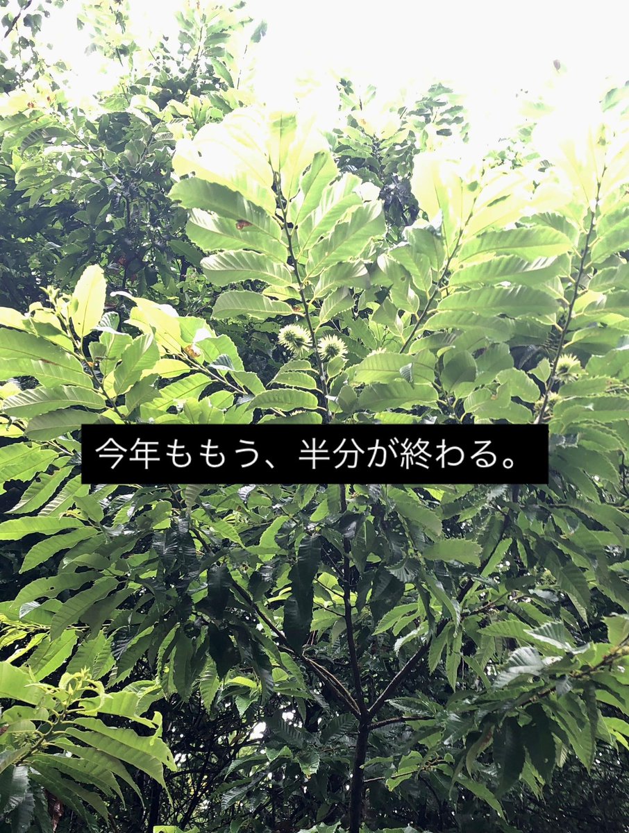 r2kayo's tweet photo. きょうの日出は、5:14
きょうの日入は、19:26

30(火)夏越の大祓　満月🌕
   2(木)半夏生

夏越の大祓を前に、山に。
今年ももう、半分が終わる。

台風や地震、大丈夫大丈夫だったかな… https://t.co/ZLnb0rPe4L