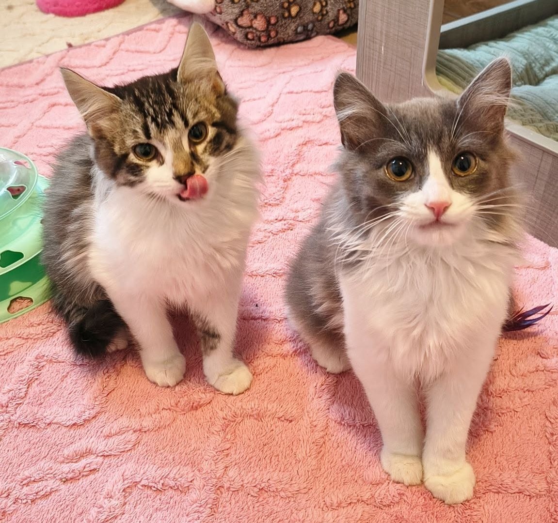 eltuitdemarsh's tweet photo. Hermosos hermanitos machos, de 3 meses y medio, en adopción responsable y conjunta. Ya saben usar arenero. Son muy dulces y juguetones. Si deseas darles un hogar, con compromiso de tenencia indoor y seguimiento, escribe al +56995220297. Favor RT!
#Macul https://t.co/jYOeG0ZuHX