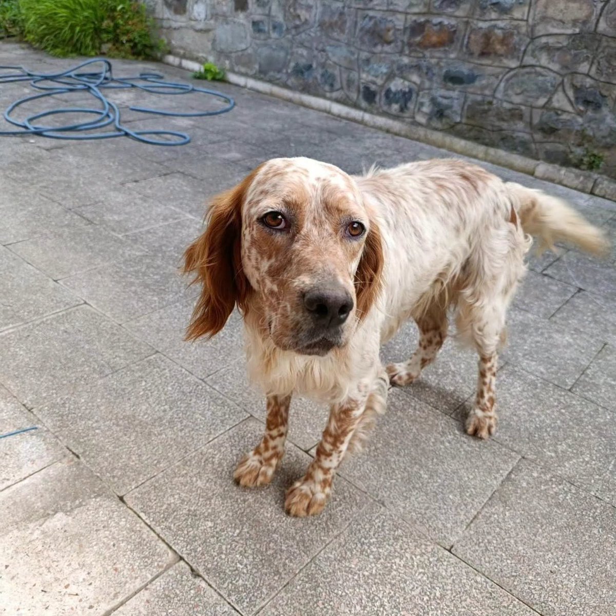 zllktlr's tweet photo. "Dünyanın en naif , en uysal ırkı olan setter... Erkek ve  Genç bir can. Bir köyde yaşamaya çalışıyor... Sahipli imiş ve sonra terk edilmiş.
Sonu barınak olmasın. Acil yuvaya ihtiyacı var. Kısırlaştırılıp verilecek.
İletişim  (0530 417 86 30)
Trabzon https://t.co/zuJ7SHrKIj https://t.co/r9rvOxbnOs
