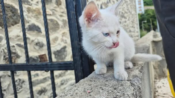 zllktlr's tweet photo. "Akçaabat nefsipulathanede bulundu kaybı olan yada bu kedi hakkında bilgisi olan var mı ?
Sahibi aranıyor sahibi yok ise yuva arıyoruz .
İletişim :0532 519 06 68 Trabzon  https://t.co/MdzEfyaSM0 https://t.co/CuZoxV3nr7