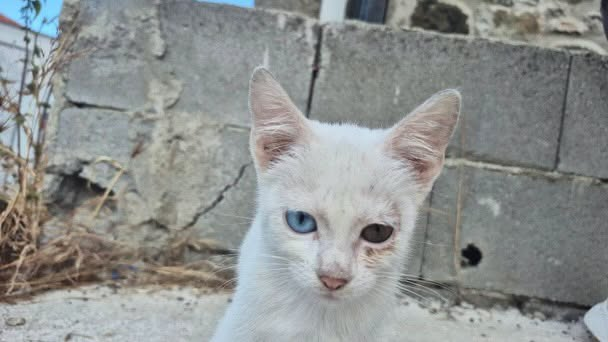 zllktlr's tweet photo. "Akçaabat nefsipulathanede bulundu kaybı olan yada bu kedi hakkında bilgisi olan var mı ?
Sahibi aranıyor sahibi yok ise yuva arıyoruz .
İletişim :0532 519 06 68 Trabzon  https://t.co/MdzEfyaSM0 https://t.co/CuZoxV3nr7