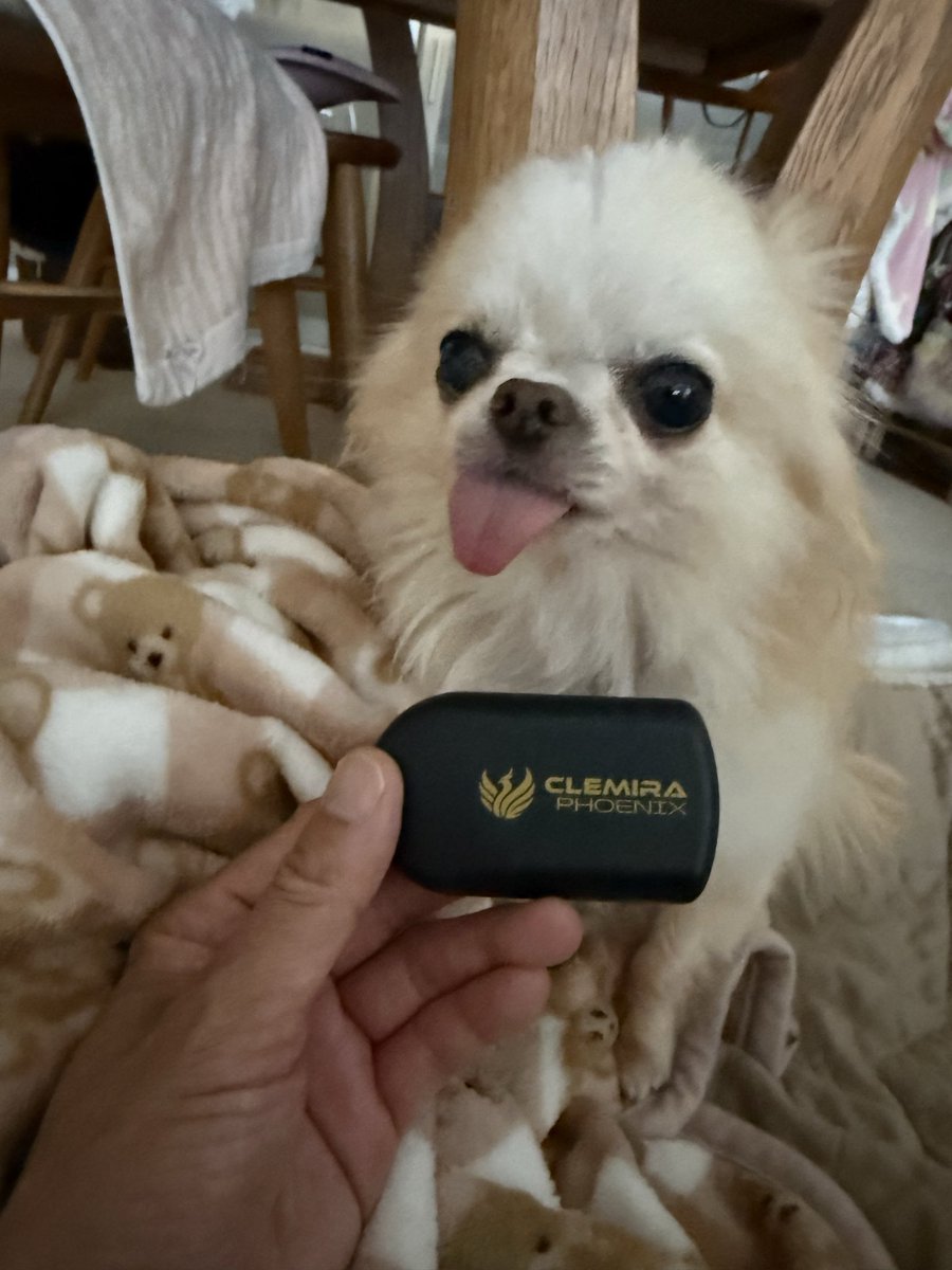 DAKA1975's tweet photo. ポイ塾トレジャーのキャンペーンで「クルミラフェニックス」を購入しました✨ 少しでもあみんの体への負担が軽くなり、穏やかな毎日を過ごせますように🙏 家族みんなで諦めずに、一日一日を大切に歩んでいきます。#ポイ活塾トレジャー　#クルミラ　#PR #チワワ　#クルミラチワワ https://t.co/6E64ghiSyW